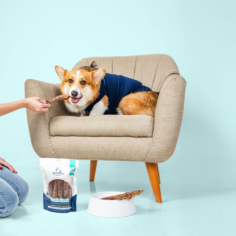 Arcadia Paw Club product creative